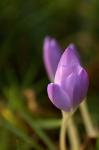 Frühlings-Krokus-Crocus vernus