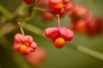 Gewöhnlicher Spindelstrauch - Euonymus europaeus