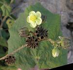 : - Abutilon dugesii