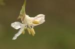 Wohlriechende Heckenkirsche - Lonicera fragrantissima