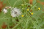 Wald-Greiskraut - Senecio sylvaticus