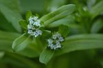 Echter Feldsalat - Valerianella locusta