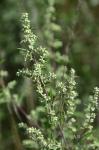 Gemeiner Beifuß - Artemisia vulgaris