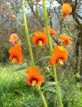 : - Alonsoa meridionalis