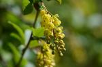 Gewöhnliche Berberitze-Berberis vulgaris