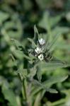 Acker-Steinsame - Buglossoides arvensis