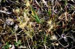 Erd-Segge - Carex humilis