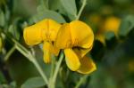 Gelber Blasenstrauch - Colutea arborescens