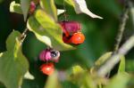 Warzen-Spindelstrauch - Euonymus verrucosus