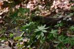 Wald-Labkraut - Galium sylvaticum