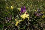 Europäische Zwerg-Schwertlilie - Iris pumila