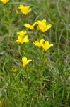 Gelber Lein - Linum flavum