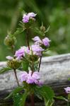Knollentragendes Filzkraut - Phlomis tuberosa