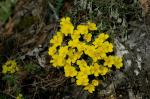 Sand-Fingerkraut - Potentilla incana