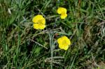 Illyrischer Hahnenfuß-Ranunculus illyricus