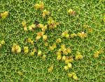Yareta - Azorella compacta