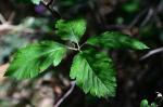 Breitblättrige Mehlbeere - Sorbus latifolia