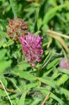 Purpur-Klee - Trifolium rubens