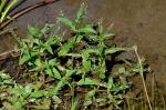 Blauer Wasser-Ehrenpreis - Veronica anagallis-aquatica