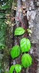 : - Begonia glabra