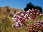Schmalblättrige Seidenpflanze-Asclepias fascicularis