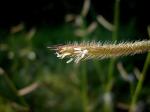 : - Chondrosum pectinatum