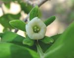 : - Diospyros texana