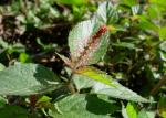 : - Acalypha phleoides