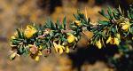 Krähenbeerblättrige Berberitze - Berberis empetrifolia