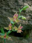 : - Epipactis gigantea