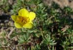 Fingerstrauch - Dasiphora fruticosa