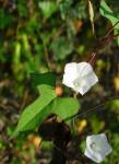 : - Ipomoea cordatotriloba
