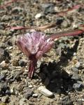 : - Allium cratericola