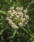 : - Asclepias subverticillata