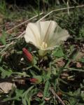 : - Calystegia collina