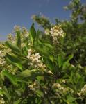 : - Citharexylum berlandieri