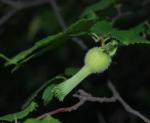 Schnabel-Hasel - Corylus cornuta