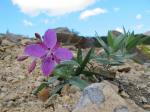 : - Epilobium latifolium