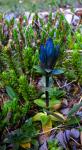 : - Gentiana glauca