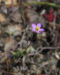 : - Leptosiphon bolanderi