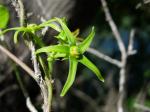 : - Matelea gonocarpos