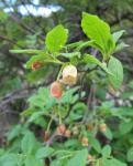 : - Menziesia ferruginea