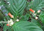: - Besleria triflora