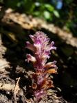 : - Orobanche ludoviciana