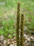 Virginischer Wegerich - Plantago virginica