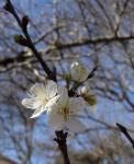 : - Prunus mexicana