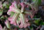 : - Quercus marilandica