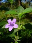 : - Ruellia drummondiana