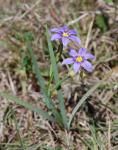:-Sisyrinchium chilense