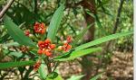 : - Bonellia nervosa